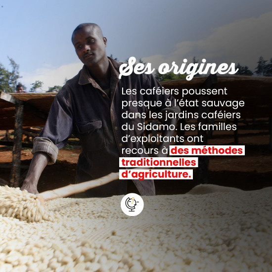 Café Grains Moka d'Éthiopie Sidamo 1kg