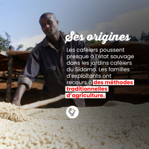 Café Grains Moka d'Ethiopie