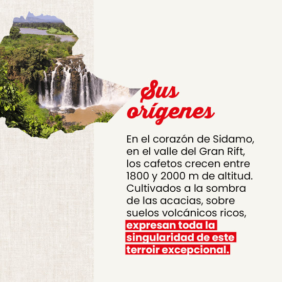 Café molido Etiopía Sidamo