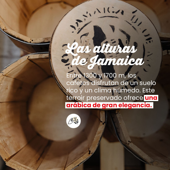 Café en grano Blue Mountain de Jamaica