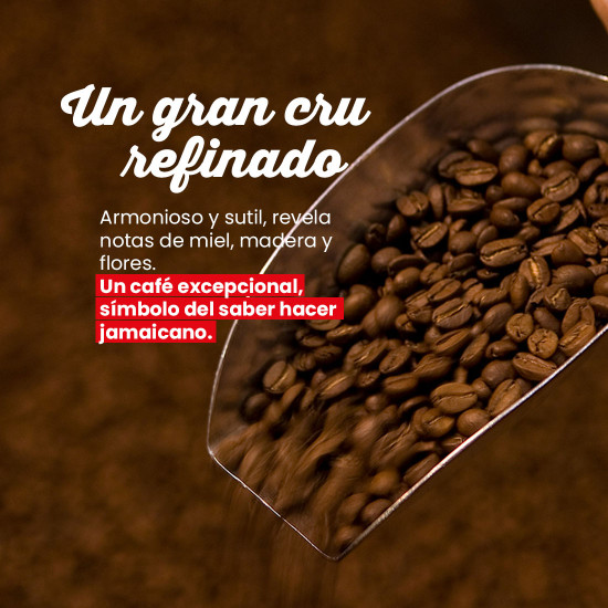 Café en grano Blue Mountain de Jamaica