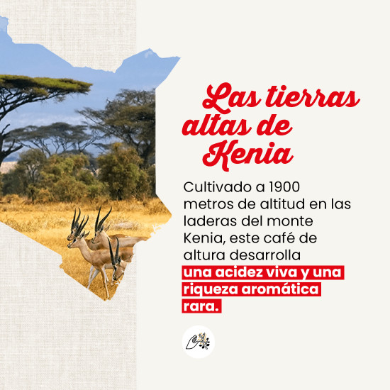 Café en grano Kenia