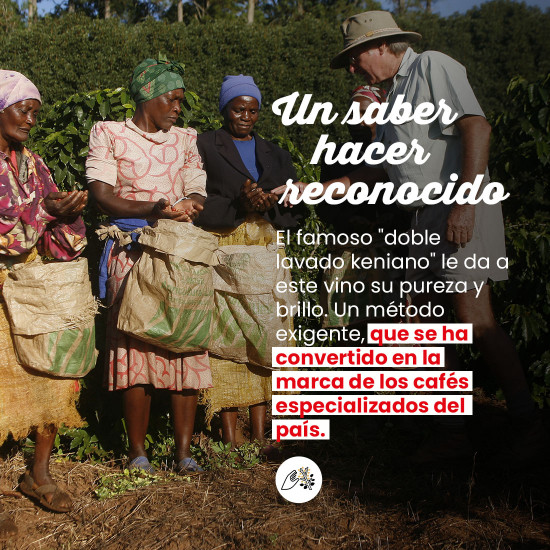 Café en grano Kenia