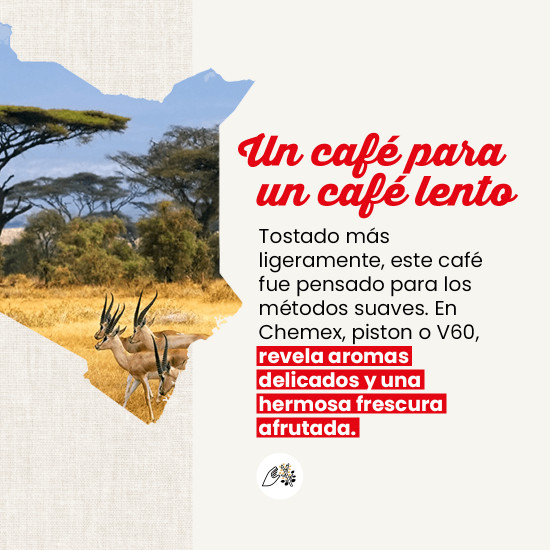 Café en grano Kenia - FILTRACIÓN