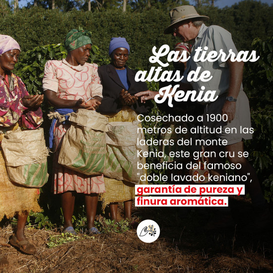 Café en grano Kenia - FILTRACIÓN