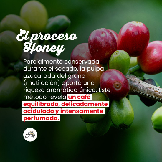 Café en Grano Laos Catimor Honey – Filtración