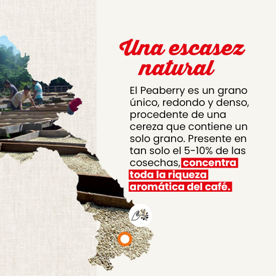Café en grano Laos Peaberry