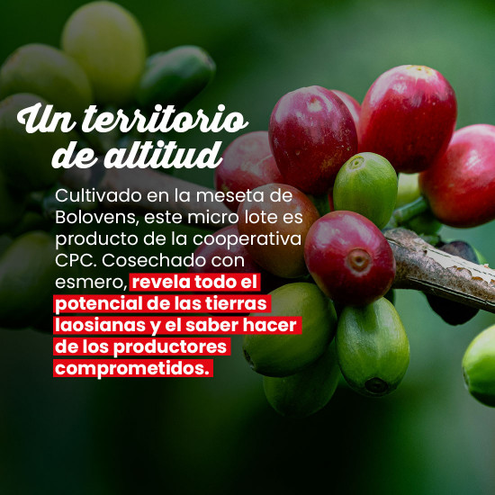 Café en grano Laos Peaberry