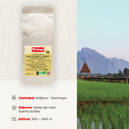 Café en Grano Laos Starmaya Honey – Filtración