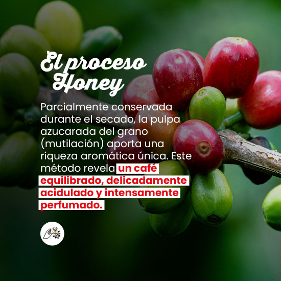 Café en Grano Laos Starmaya Honey – Filtración