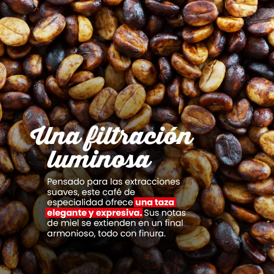 Café en Grano Laos Starmaya Honey – Filtración