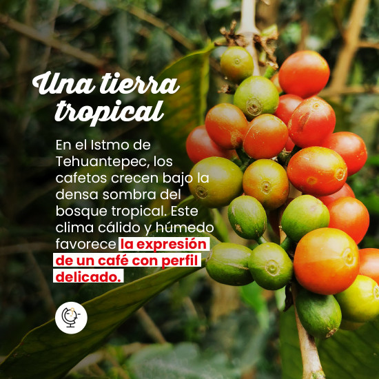 Café en grano Maragogype México