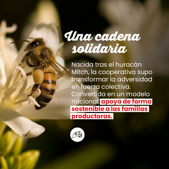 Café en grano Honduras
