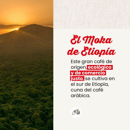 Café en grano Moka Sidamo de Etiopía