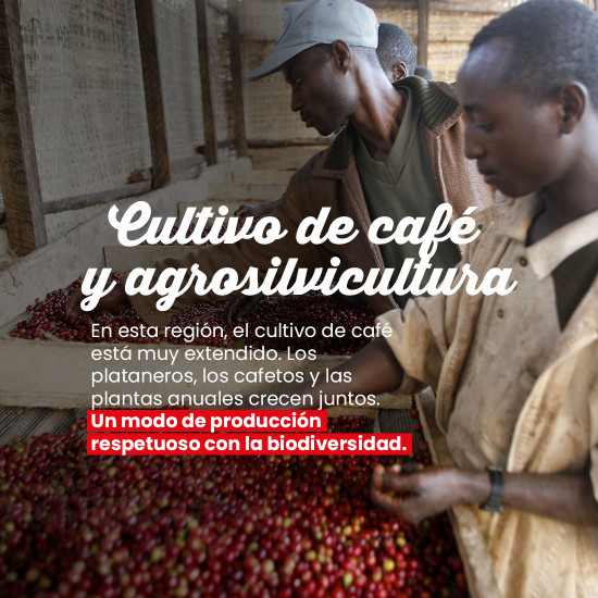 Café en grano Moka Sidamo de Etiopía