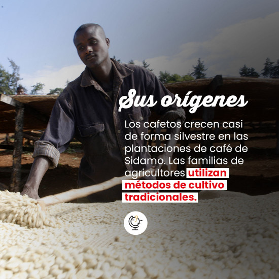 Café en grano Moka Sidamo de Etiopía