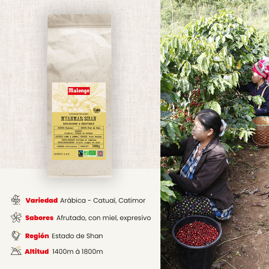 Café en grano de Myanmar Shan