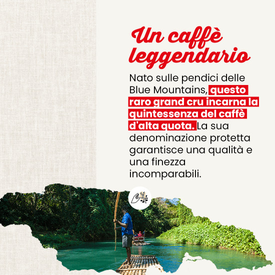 Caffè in grani giamaicano Blue Mountain