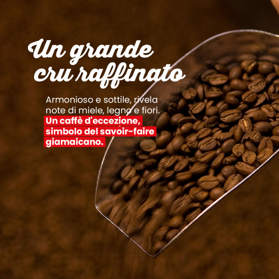 Caffè in grani giamaicano Blue Mountain