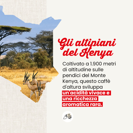 Caffè in grani Kenia