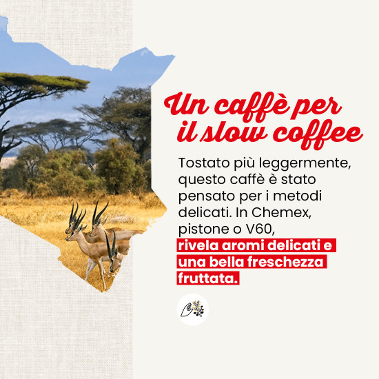Caffè in grani Kenia - FILTRAZIONE