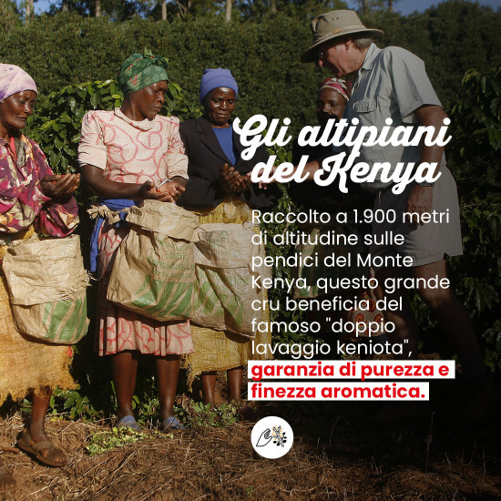 Caffè in grani Kenia - FILTRAZIONE