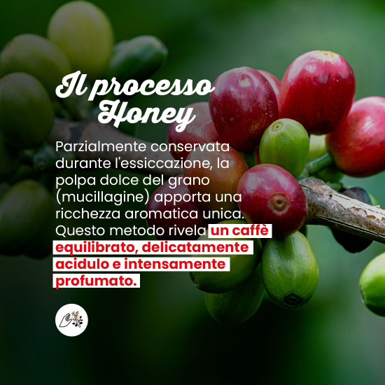 Caffè in Grani Laos Starmaya Honey – Filtrazione