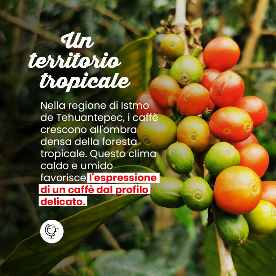 Caffè in grani Maragogype Messico