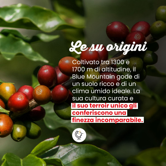 Caffè macinato Blue Mountain Giamaica