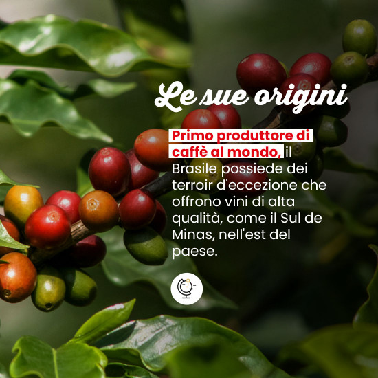 Caffè macinato Brasile Sul de Minas