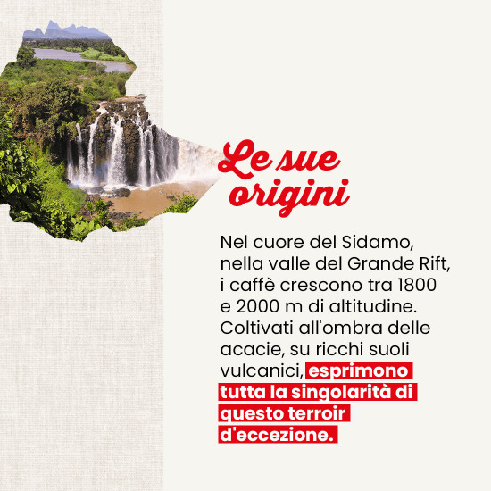 Caffè macinato Etiopia Sidamo