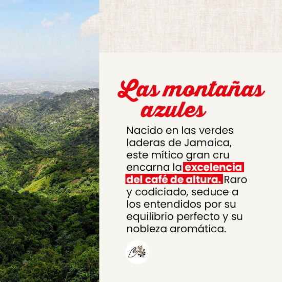 Monodosis Blue Mountain de la Jamaica