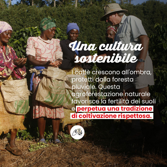Caffè macinato Pura Papua
