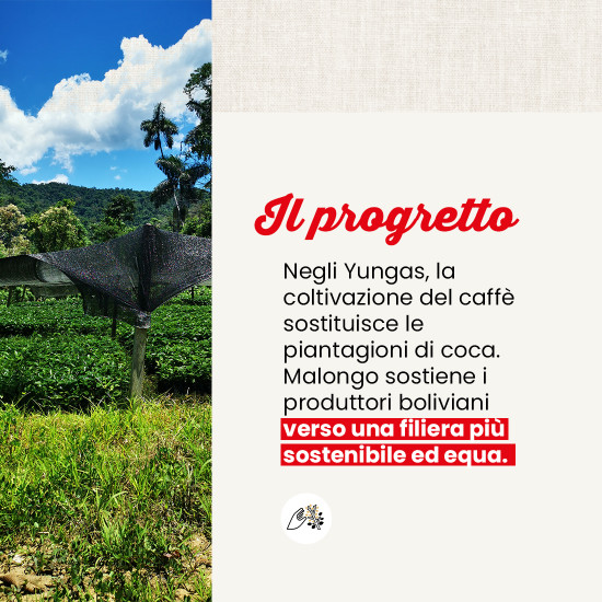 Caffè in grani Bolivia La Asunta