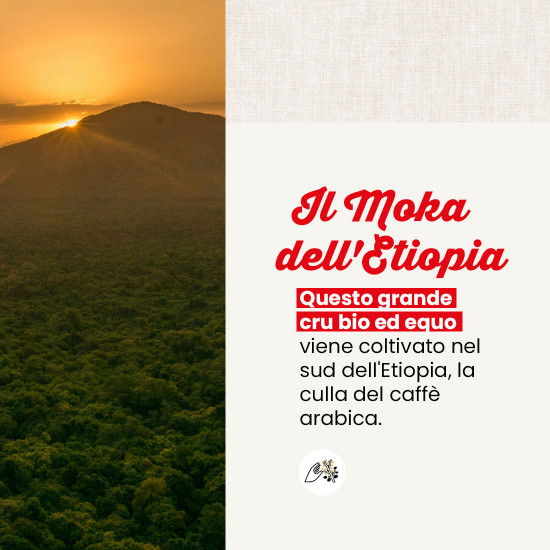 Caffè in grani Moka Sidamo di Etiopia
