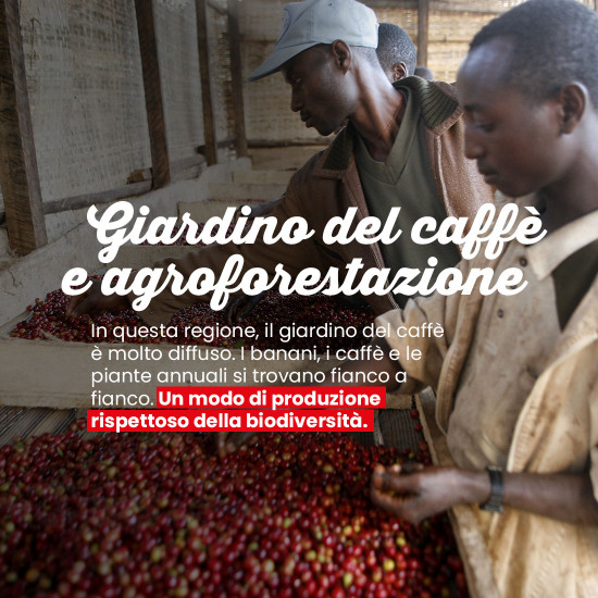 Caffè in grani Moka Sidamo di Etiopia