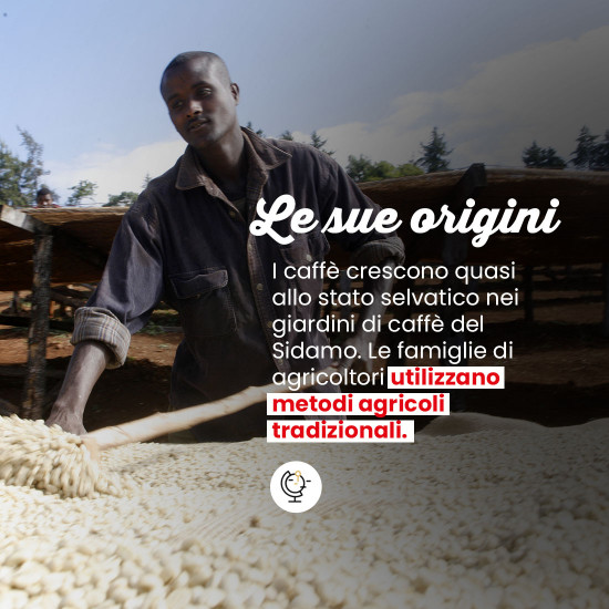 Caffè in grani Moka Sidamo di Etiopia
