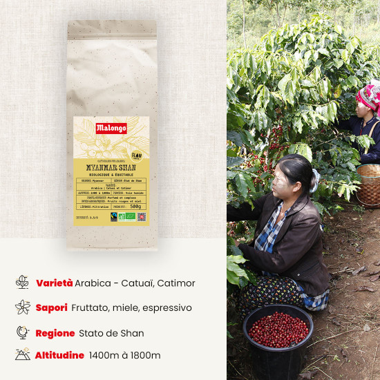 Caffè in grani Myanmar Shan