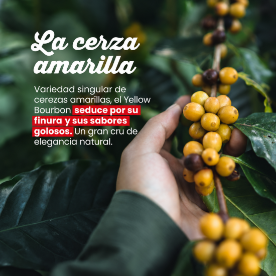 Café en grano Brasil Yellow Bourbon