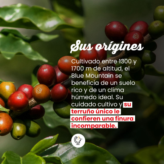 Monodosis Blue Mountain de la Jamaica