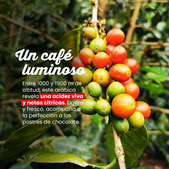 Café molido Bolivia La Asunta