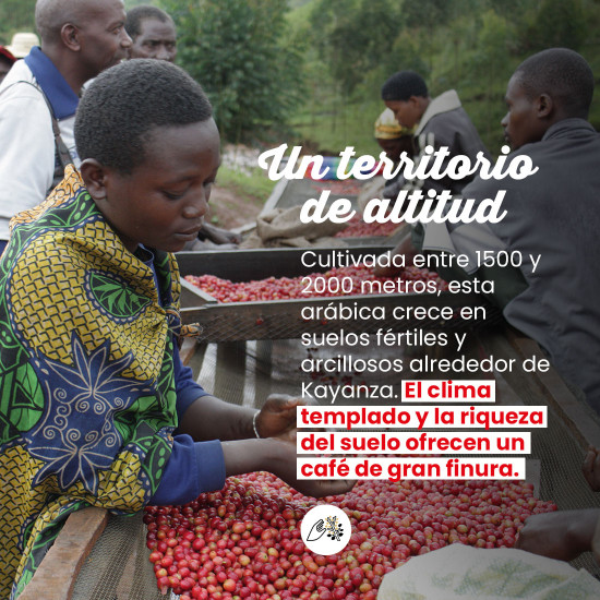 Café molido Burundi Émbolo