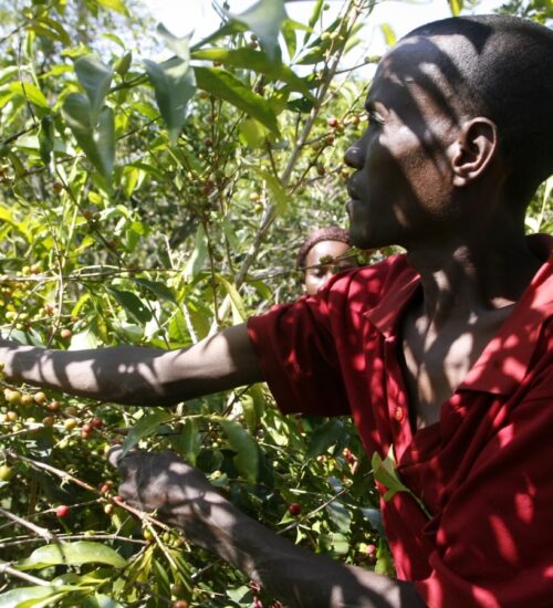 SLIDER ETHIOPIE 1500X900 – V2