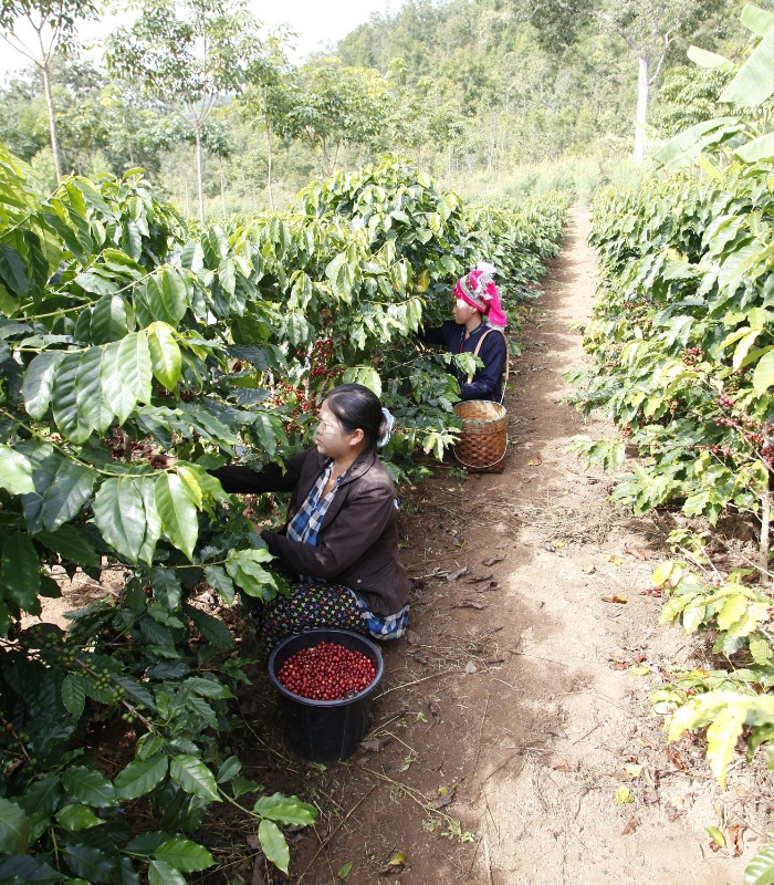 Récolte du café au Myanmar