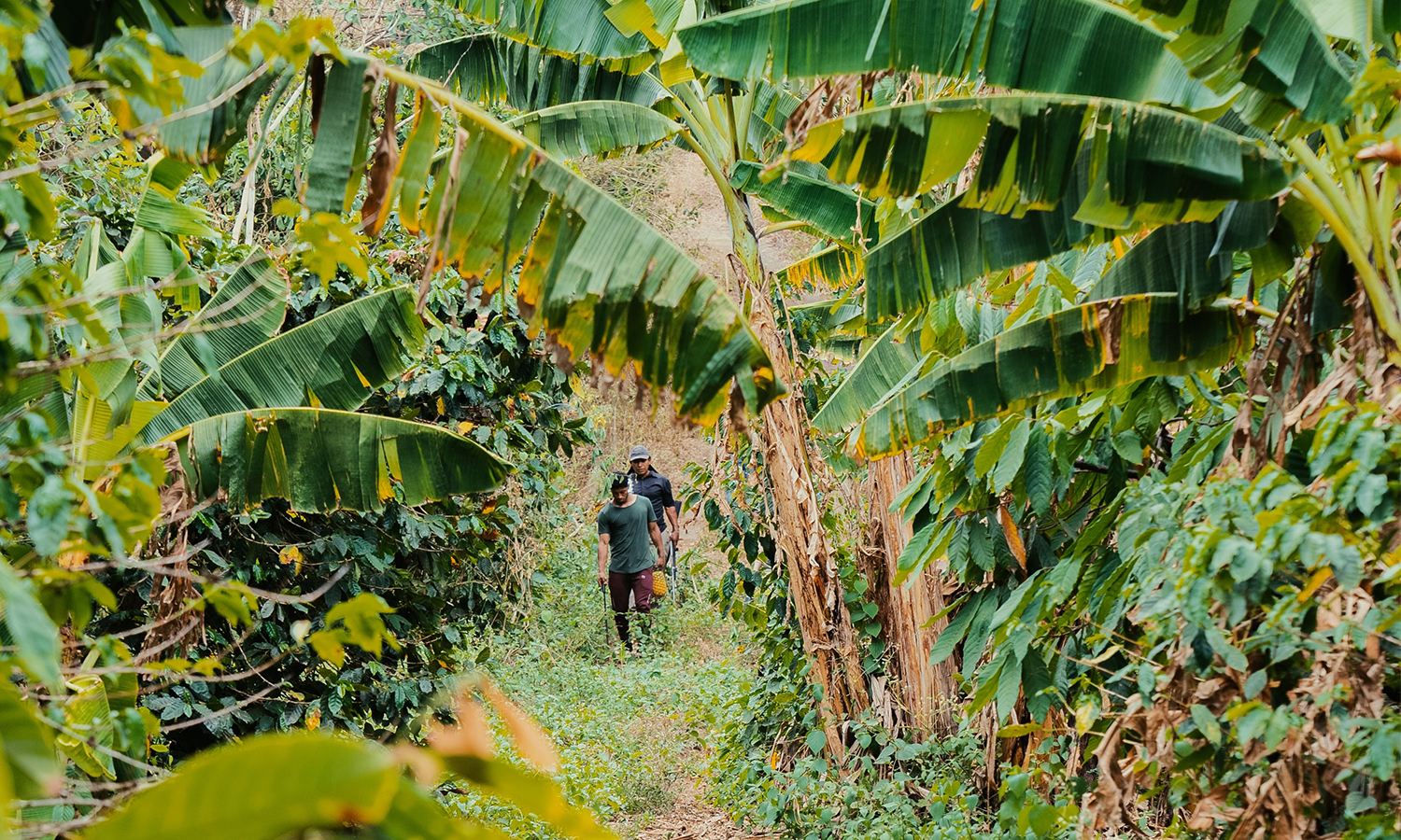 bandeau 2 offre torrefacteur NICARAGUA CE OCTOBRE 2022 1500×900 V-1