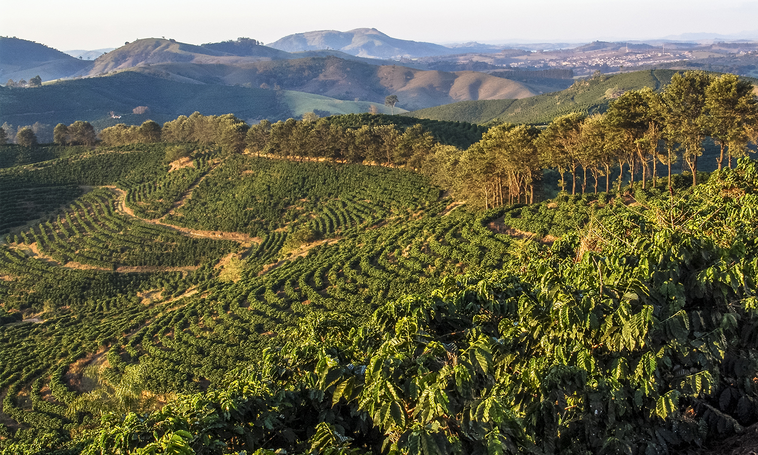 Brazil Bourbon Rojo Specialty Coffee - Caffè In Grani - Foto 3