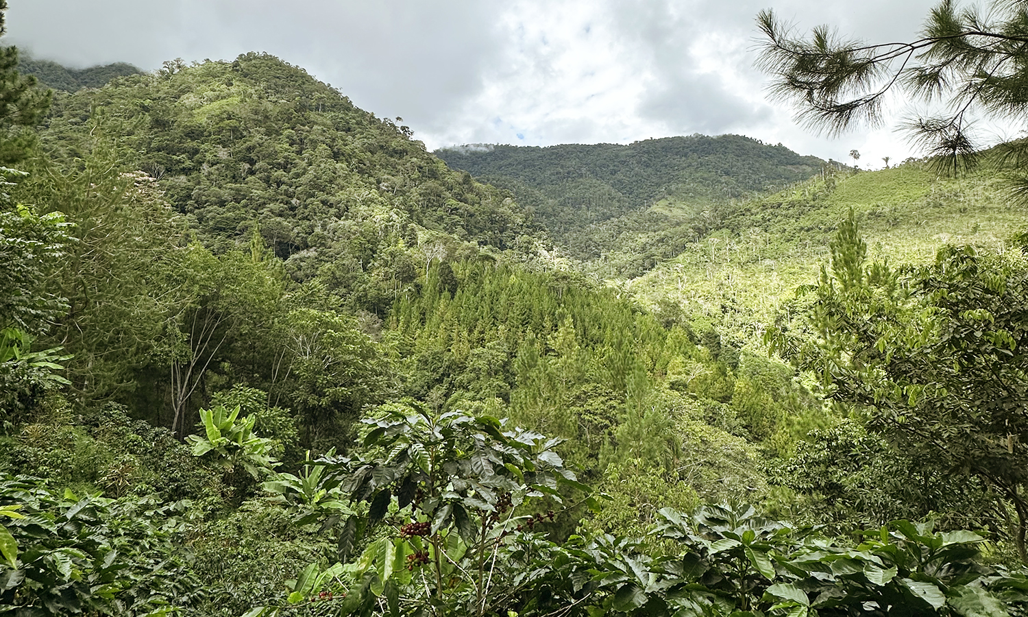 bandeau SLIDER ACCUEIL 1500×900 PÉROU CAFÉ DES FEMMES V-3