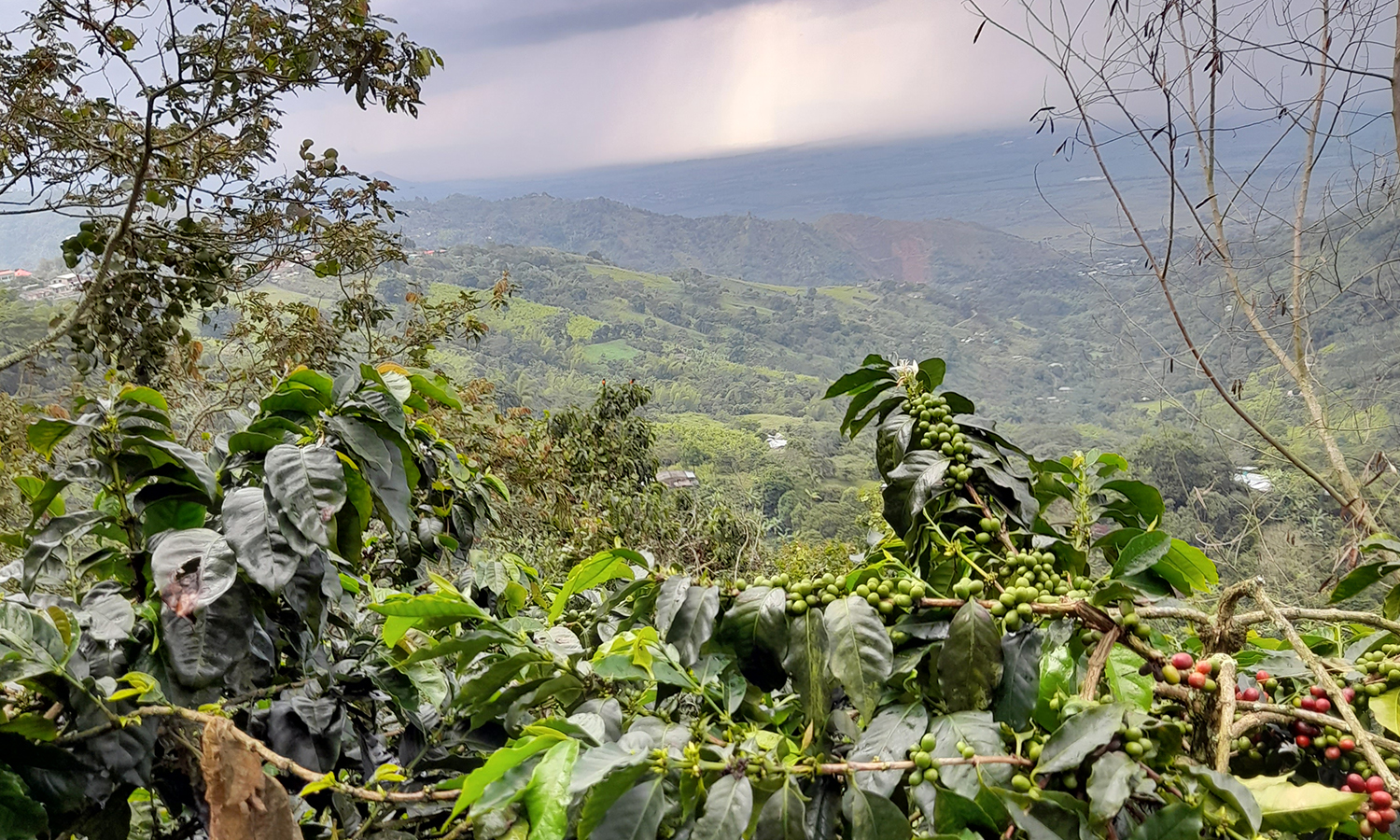 Café Colombian
