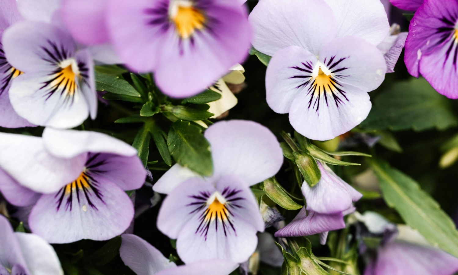 violette