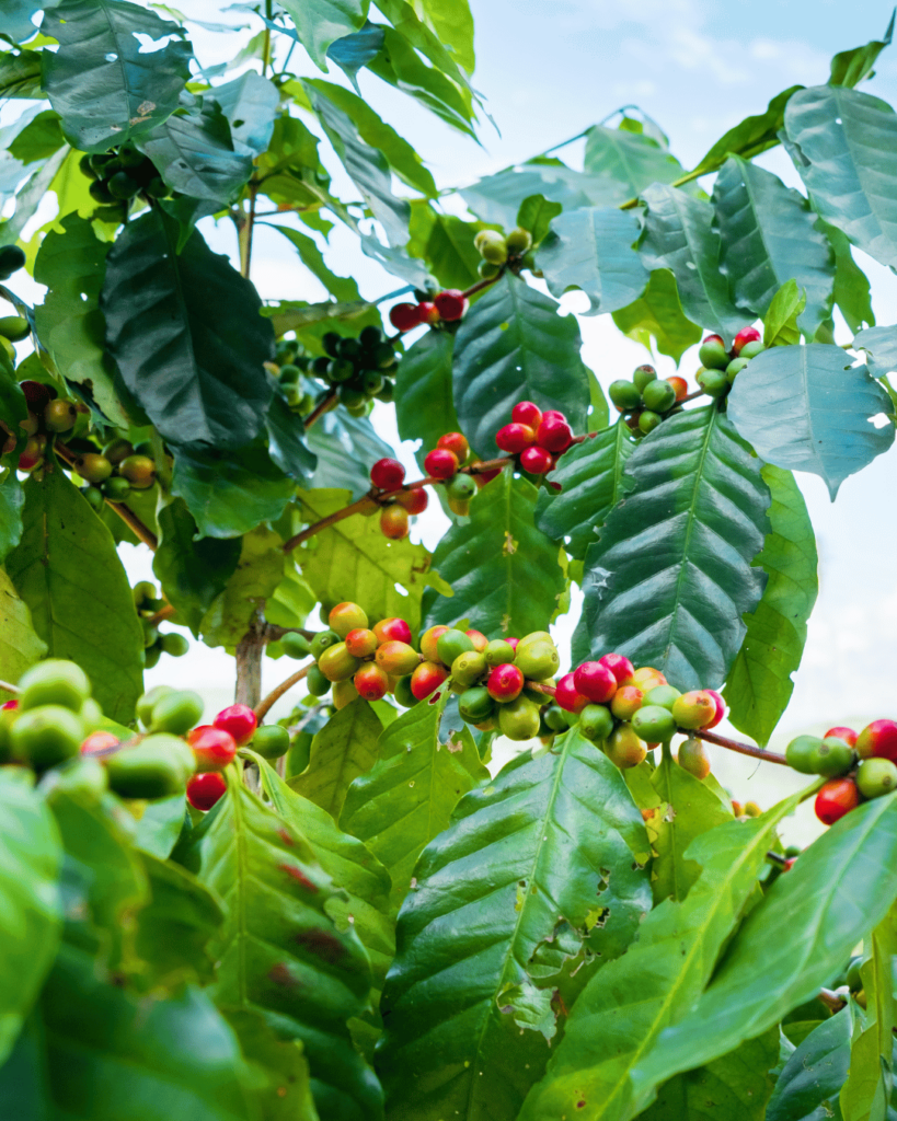 Photo de caféier en pays producteur
